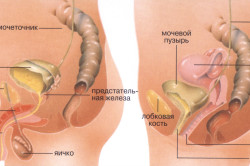 Болезненное мочеиспускание Болезненное мочеиспускание