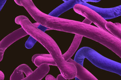 Кандида Кандида