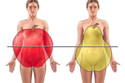 Типы распределения жира