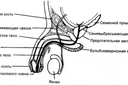 Структура полового члена Структура полового члена