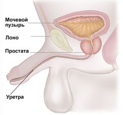 Строение мочеполовой системы Строение мочеполовой системы