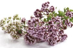 Настойка душицы от преждевременной эакуляции Настойка душицы от преждевременной эакуляции