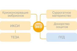 ЭКО и другие методы вспомогательной репродукции ЭКО и другие методы вспомогательной репродукции
