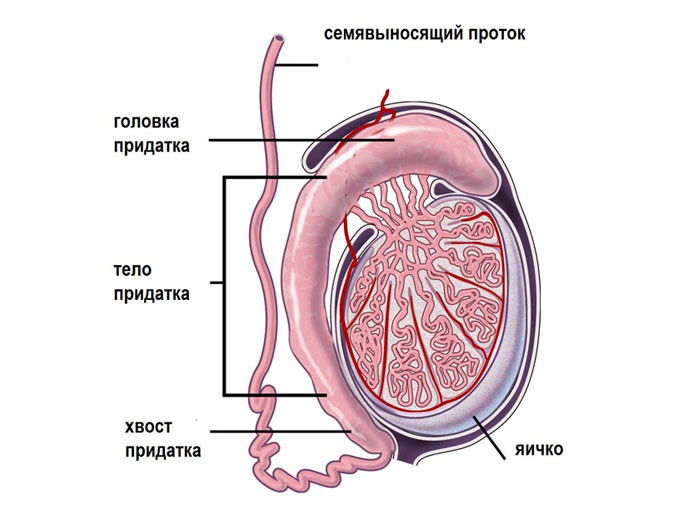 Орхоэпидидимит -воспаления яичка и придатка Орхоэпидидимит -воспаления яичка и придатка