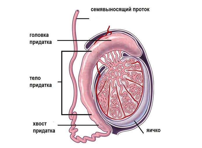 Эпидидимит - воспаление придатков яичка Эпидидимит - воспаление придатков яичка