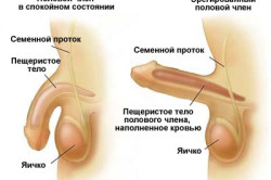 Механизм эрекции