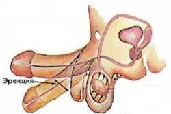 Эрекция Эрекция