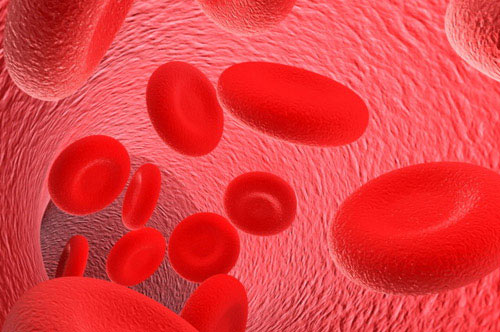 Эритроциты в крови человека Эритроциты в крови человека