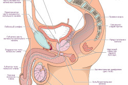 Репродуктивная система мужчины Репродуктивная система мужчины