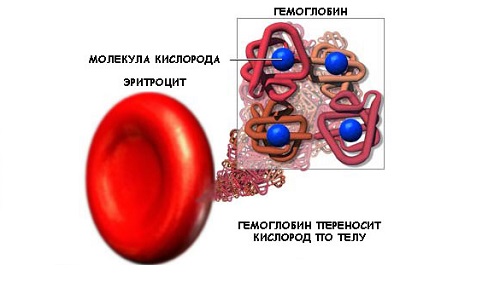 Функция гемоглобина Функция гемоглобина