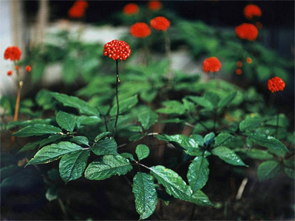 Женьшень Женьшень