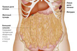 Схема расположения жира на животе Схема расположения жира на животе