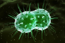 Возбудители гонореи Возбудители гонореи