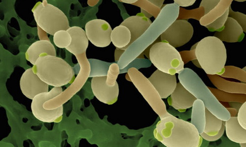 Грибок Candida Грибок Candida