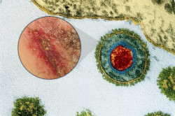 Зуд, вызванный генитальным герпесом Зуд, вызванный генитальным герпесом