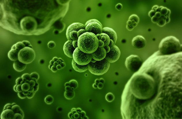 Возбудитель хламидиоза Возбудитель хламидиоза