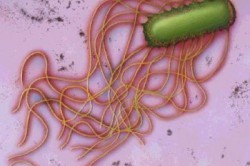 Бактерия, вызывающая хламидиоз Бактерия, вызывающая хламидиоз