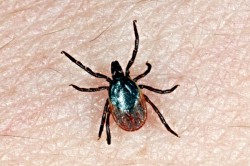 Иксодовый клещ Иксодовый клещ