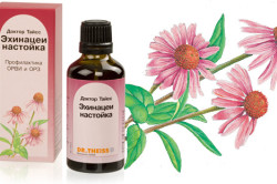 Настойка эхинацеи от воспаления лимфоузлов