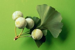 Гинко билоба Гинко билоба