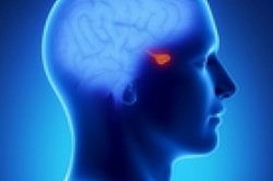 Влияние алкоголя на гипофиз Влияние алкоголя на гипофиз