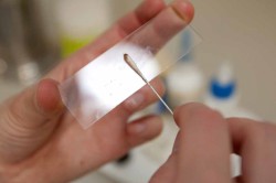 Исследование окрашенного мазка спермы Исследование окрашенного мазка спермы