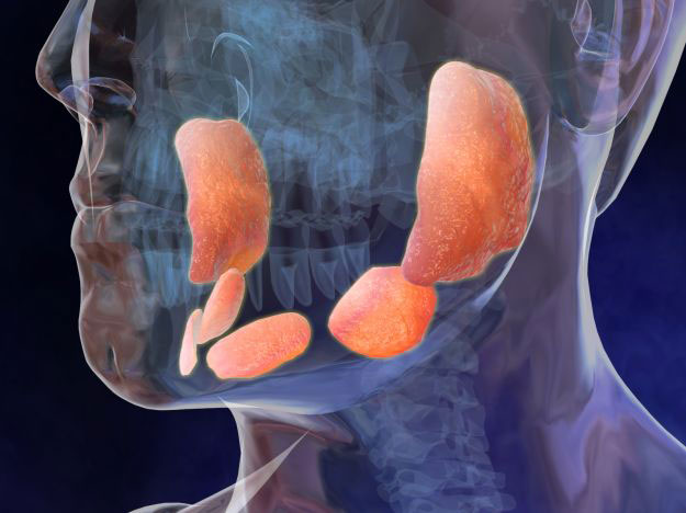 Поражение слюнных, околоушных, подчелюстных желез Поражение слюнных, околоушных, подчелюстных желез