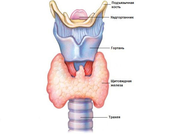 Анатомическое строение гортани Анатомическое строение гортани