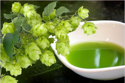 Шишки хмеля Шишки хмеля
