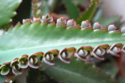 Каланхоэ от жировиков Каланхоэ от жировиков