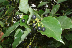 Камфора Камфора