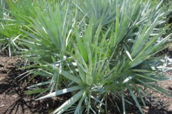 Свойства карликовой пальмы для восстановления волос Свойства карликовой пальмы для восстановления волос