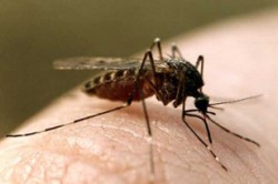 Укусы насекомых Укусы насекомых