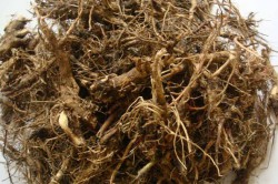 Корень эхинацеи пурпурной, входящив в состав Простанорма Корень эхинацеи пурпурной, входящив в состав Простанорма