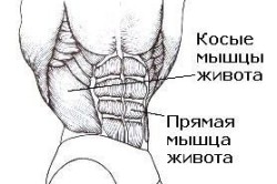 Косые и прямая мышцы живота Косые и прямая мышцы живота