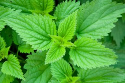 Крапива Крапива