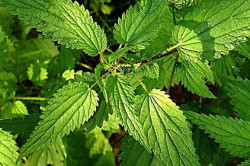 Крапива Крапива