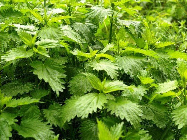 Крапива для мужчин Крапива для мужчин