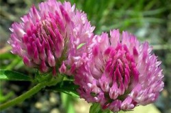 Соцветия красного клевера Соцветия красного клевера