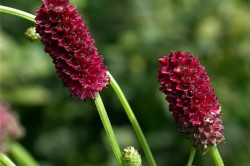 Кровохлебка Кровохлебка