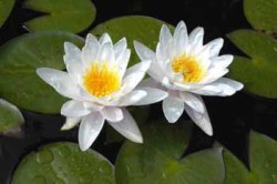 Кувшинка белая Кувшинка белая
