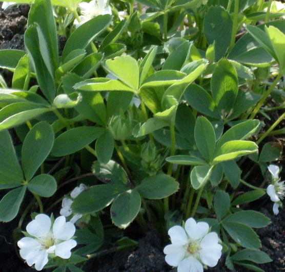 Лапчатка Лапчатка