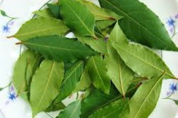 Лавровый лист Лавровый лист