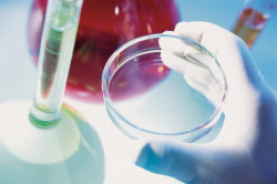 Посев асцит-агар для диагностики гонореи Посев асцит-агар для диагностики гонореи