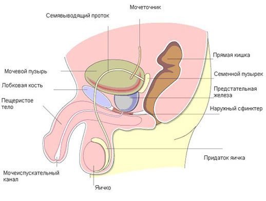 Строение мужской мочеполовой системы Строение мужской мочеполовой системы