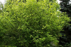 Лещина при простатите Лещина при простатите