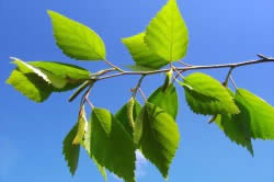 Листья березы Листья березы