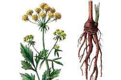 Растение любисток 