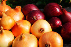 Репчатый лук Репчатый лук