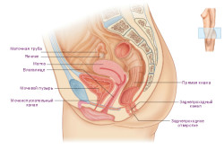 Строение малого таза у женщин